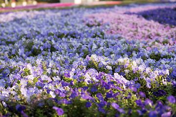 Image showing Dubai miracle garden