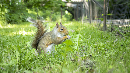 Image showing little sweet squirrel eating in the grass