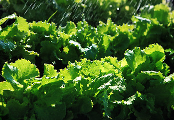 Image showing green salad are grown up