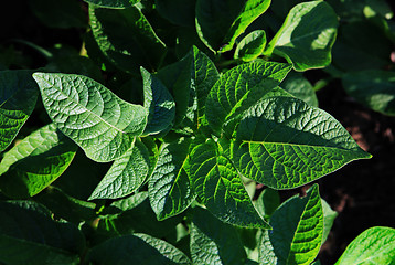 Image showing leaves of the sprouted potatoes