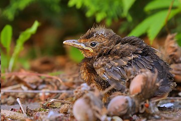 Image showing Young baby bird sittin on the ground