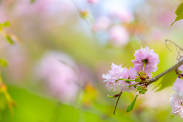 Image showing Blossom tree over nature background