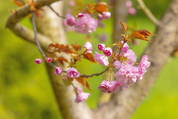 Image showing Blossom tree over nature background