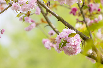 Image showing Blossom tree over nature background