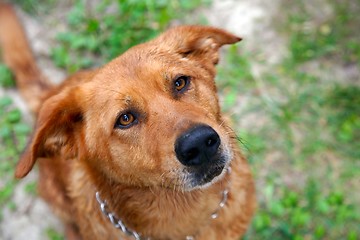 Image showing Cute dog portrait