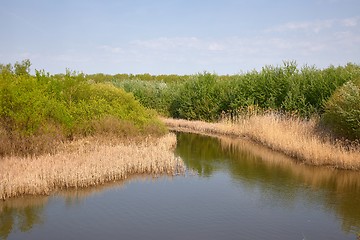 Image showing Water surface with plants