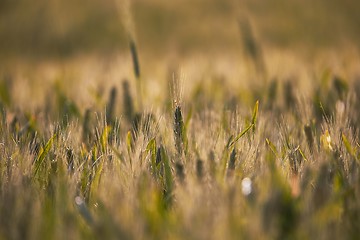 Image showing Wheat field closeup