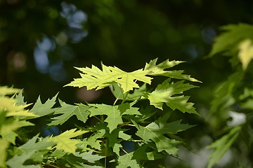 Image showing Fresh Green Leaves