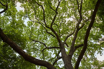 Image showing Spring Green Leaves