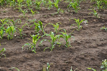 Image showing Agricultural field with plants