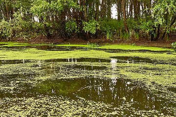 Image showing Water surface with plants