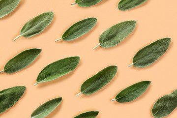 Image showing Fresh, organic sage leafs over beige background