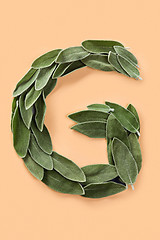 Image showing Letter G made from green petals of sage