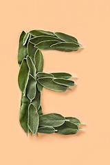 Image showing Letter E made from green petals of sage