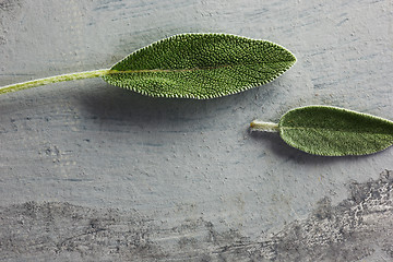 Image showing Fresh, organic sage leaf over gray background