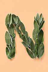 Image showing Letter N made from green petals of sage