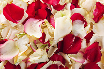 Image showing Background texture of beautiful delicate pink rose petals