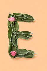 Image showing Letter E made from green petals of sage