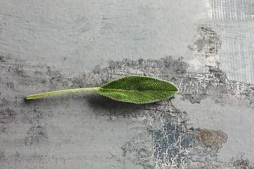 Image showing Fresh, organic sage leaf over gray background