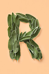 Image showing Letter R made from green petals of sage