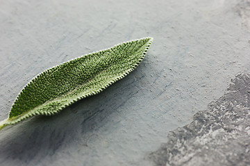 Image showing Fresh, organic sage leaf over gray background