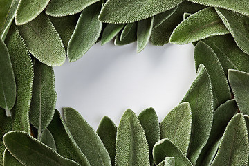 Image showing frame of green fresh sage and place for text