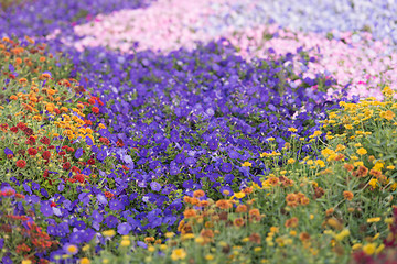 Image showing Dubai miracle garden