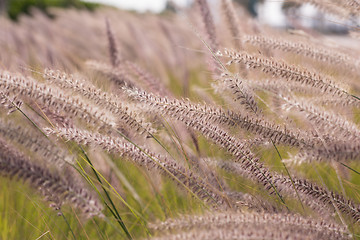 Image showing Alpine meadow