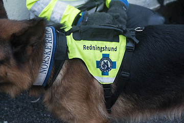 Image showing Rescue Dog