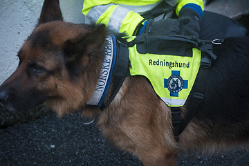 Image showing Rescue Dog