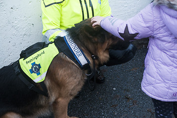 Image showing Rescue Dog