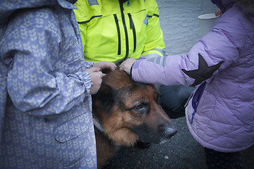 Image showing Rescue Dog