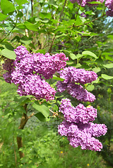 Image showing Lilac tree