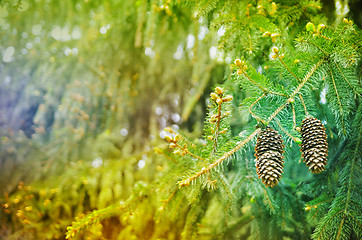 Image showing Christmas tree background