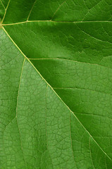 Image showing Leaf texture