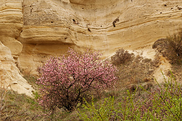 Image showing Blossom tree among stone cliffs