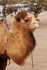 Image showing Portrait of turkish camel