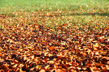 Image showing Autumnal background with fallen leaves and green grass