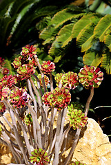 Image showing Beautiful succulent plants and palm trees