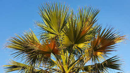 Image showing Branches of palm tree 