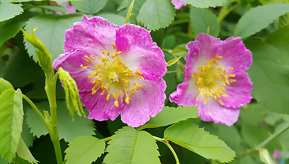 Image showing Flowers of a pink wild rose