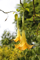 Image showing Yellow brugmansia named angels trumpet or Datura flower