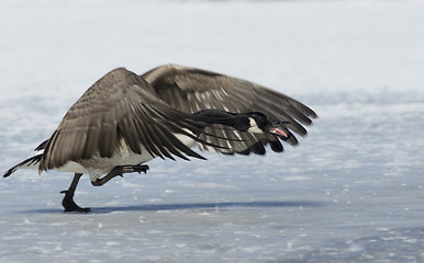 Image showing Canadian Goose