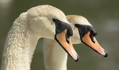 Image showing Mutd Swan