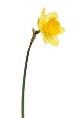 Image showing Daffodil on white