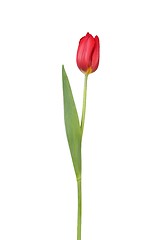 Image showing Red tulip on white