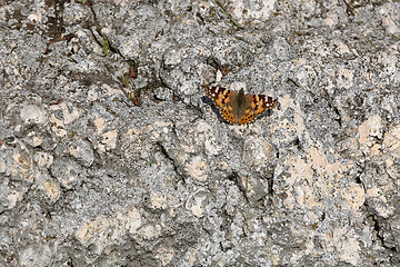 Image showing Butterfly at Stone