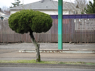 Image showing Funky Tree