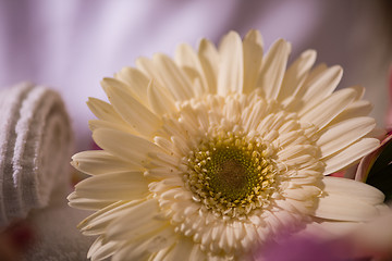 Image showing close up colorful flowers