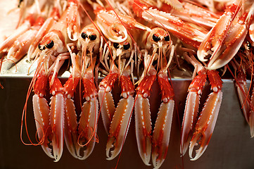 Image showing Fresh Raw Langoustines